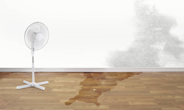 Best Carpet water damage restoration  in Eaton Rapids, MI